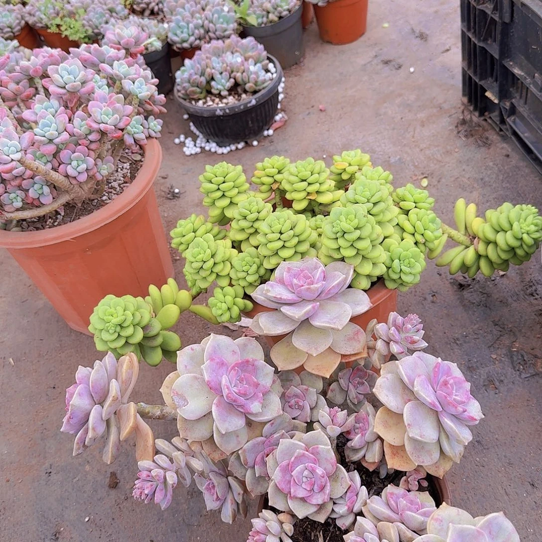 紫乐一物拍一物拍