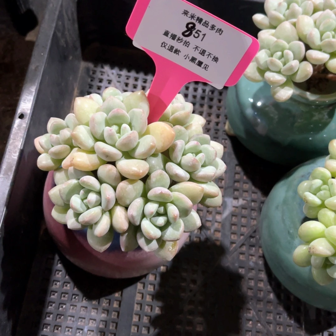 Z*儿851泡泡糖手捧+花盆