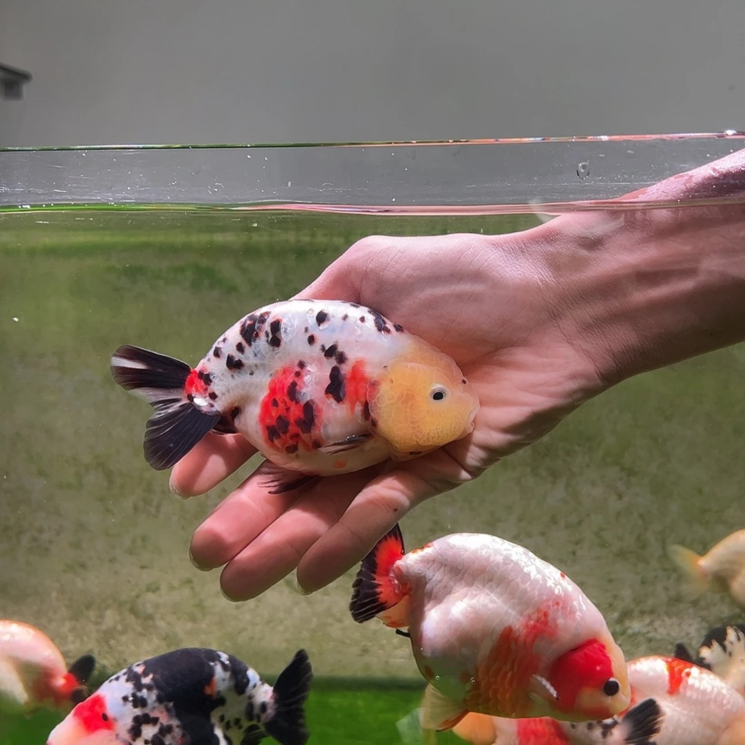 狮头鱼木木与兰寿金鱼福利