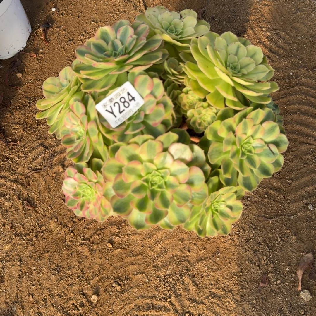 284雨荷官服22左右2