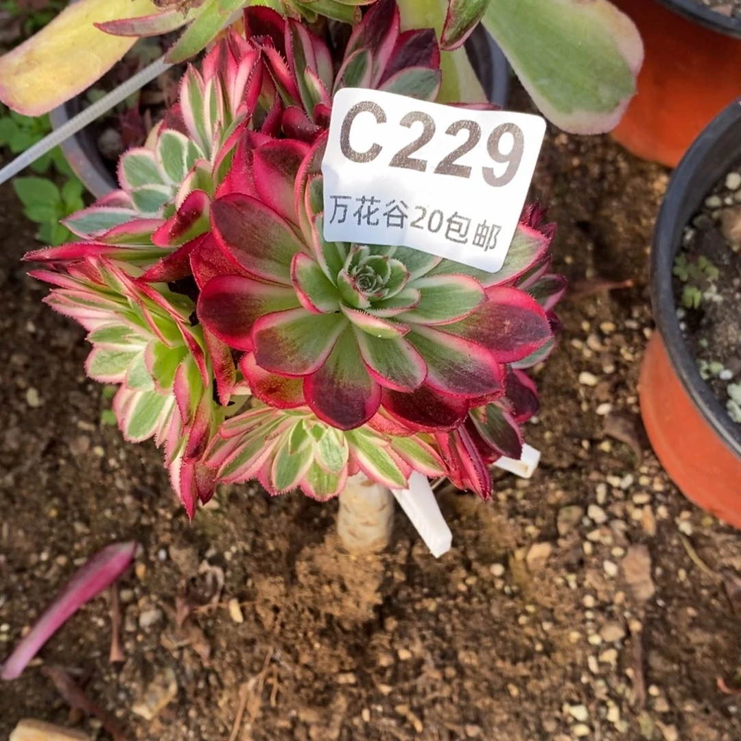 229倾城砍过多肉植物