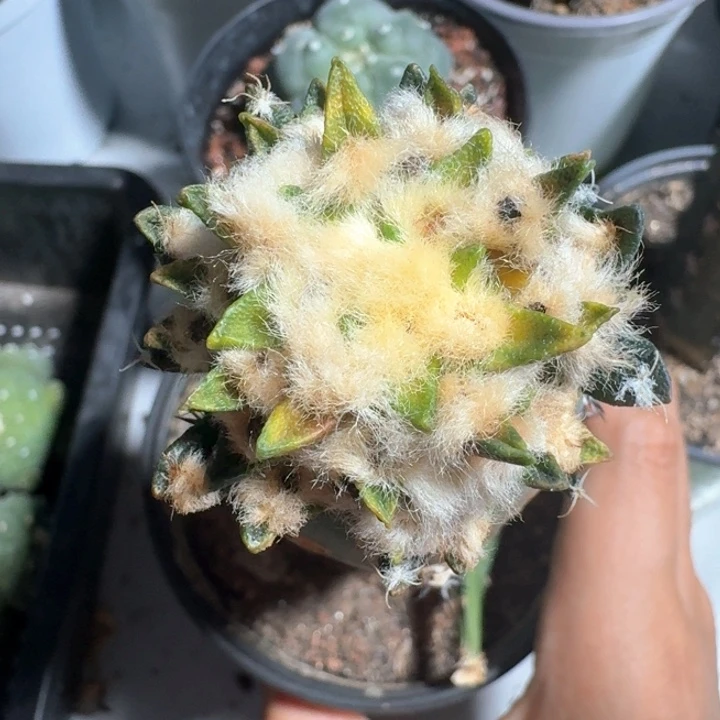 文***球仙人球仙人球仙人球