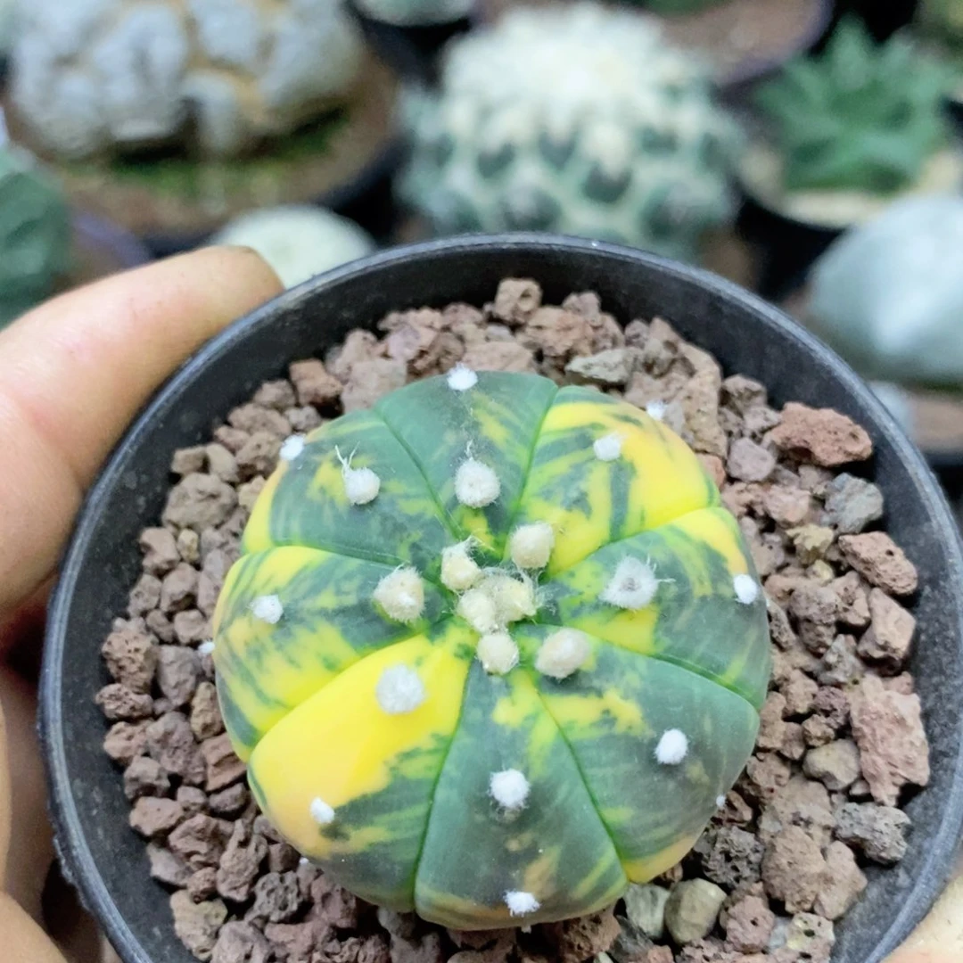 肉***子仙人球兜锦很漂亮