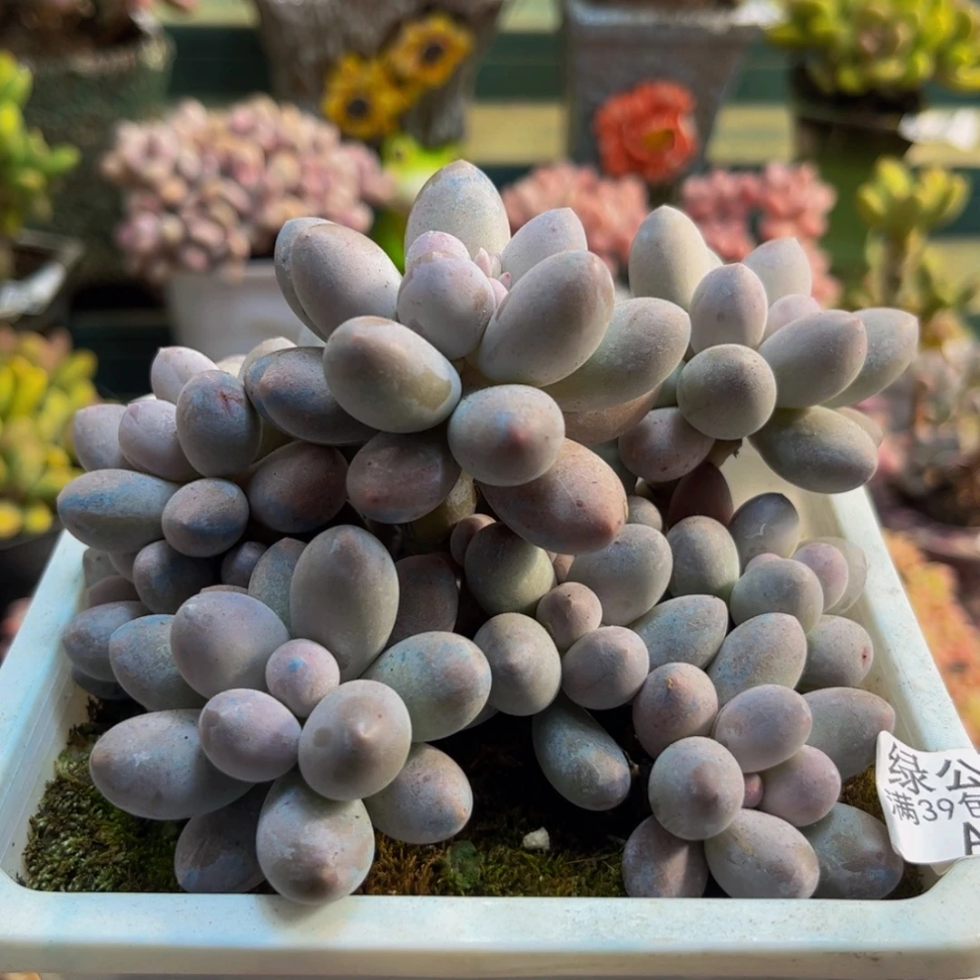 939汤圆奶酪12cm多肉