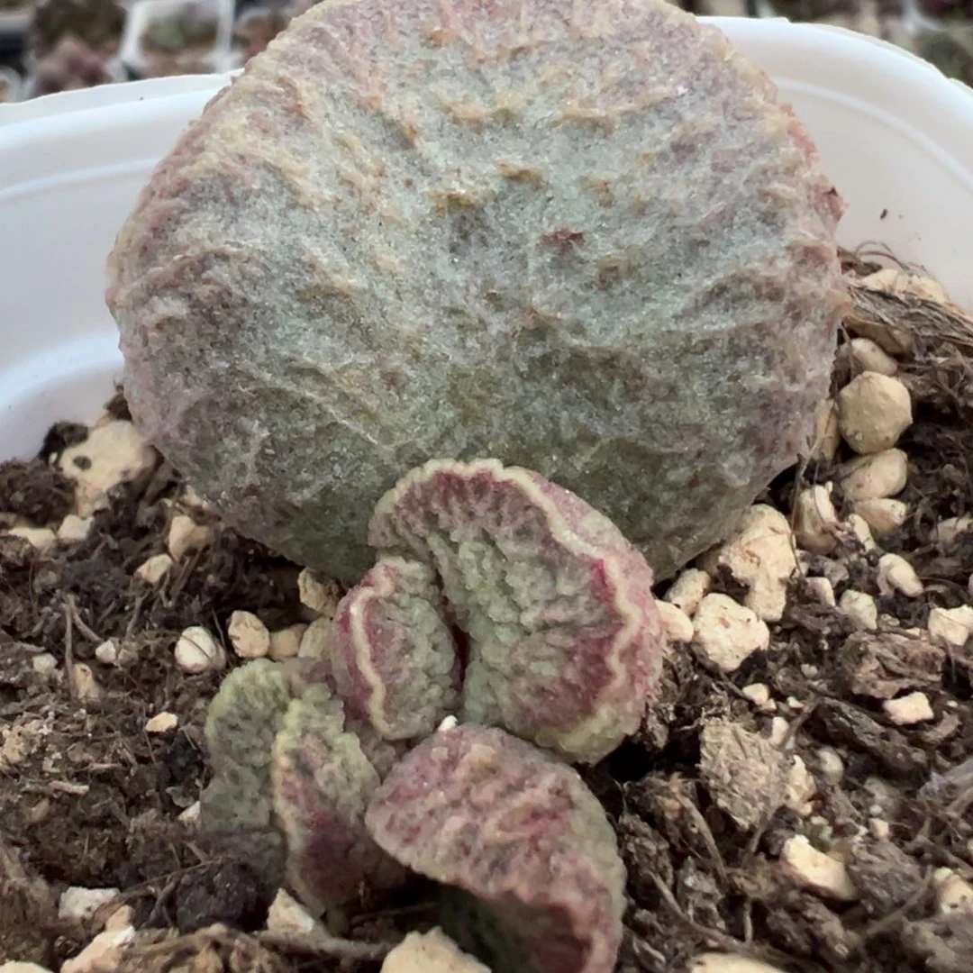 哈莫猪肝大苗多肉植物水泡