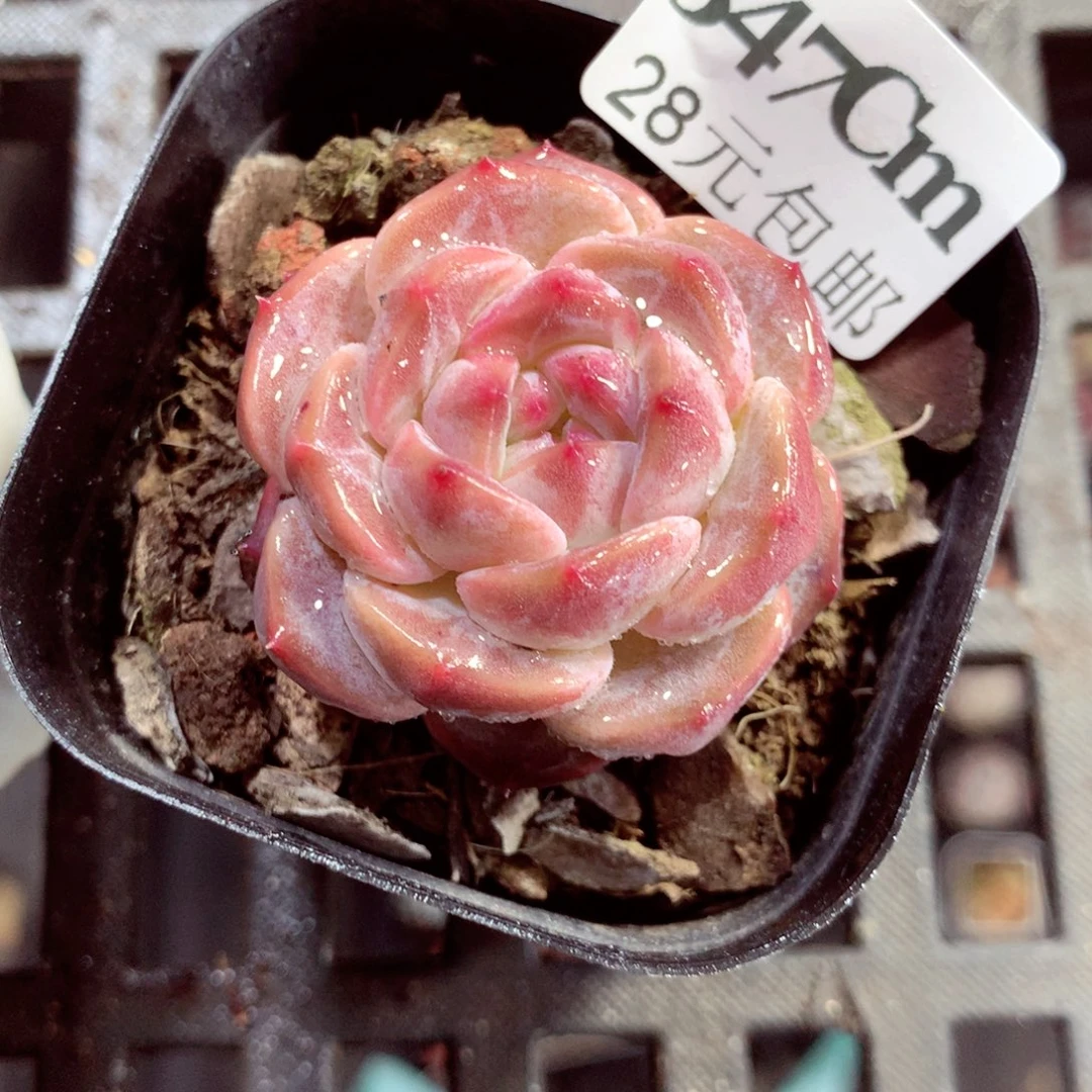 5厘米盆精控多肉347