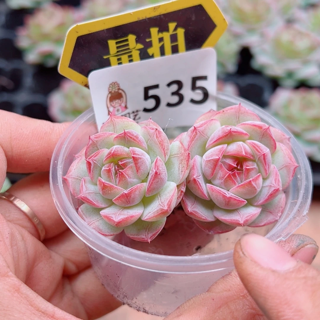 多肉植物多肉植物