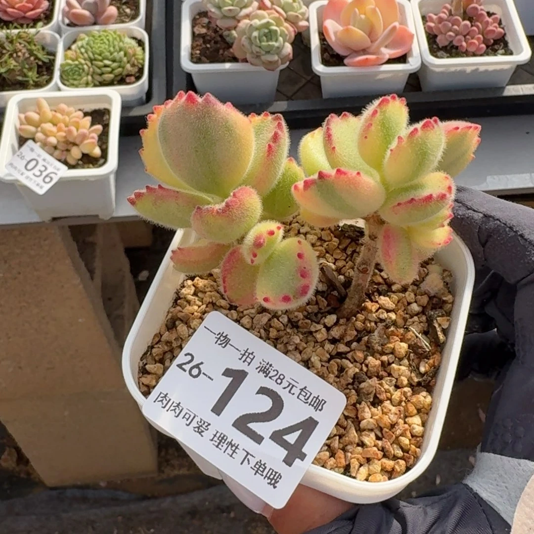 白熊无盆土发货无盆