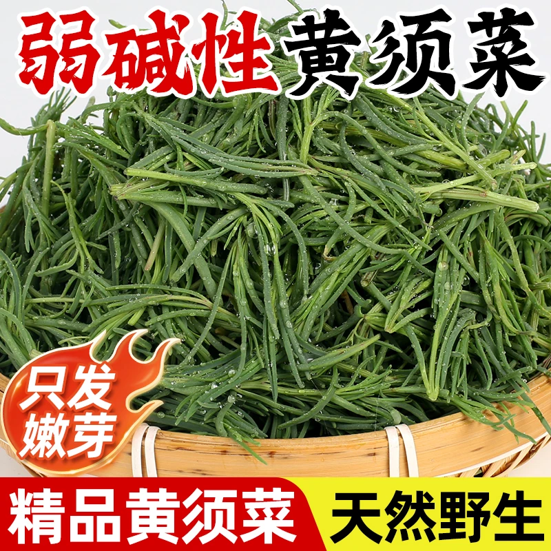 【现采现发】黄须菜野菜新鲜碱蓬菜海蓬菜黄茎菜黄西凉拌包饺子包子