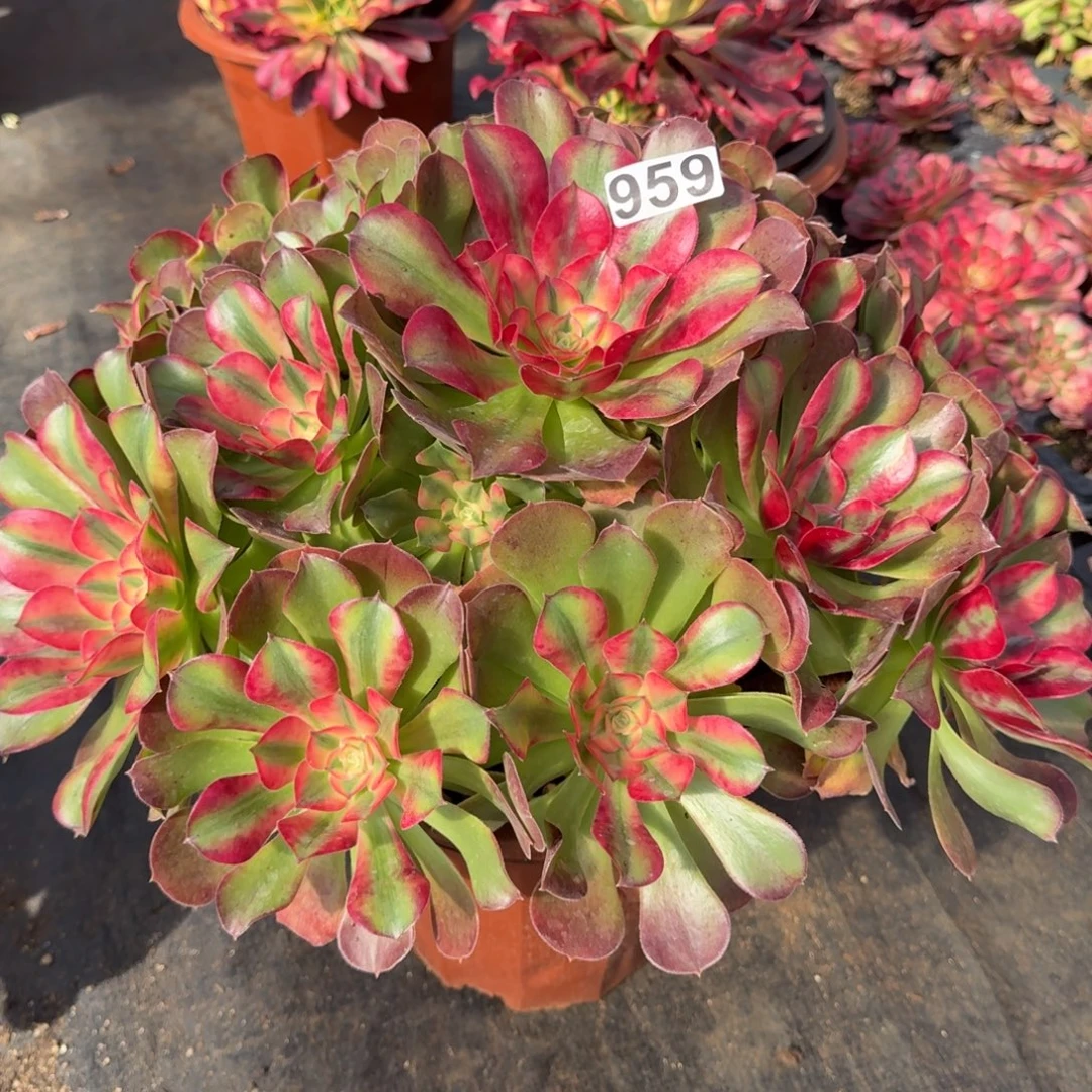 颜***钰959多肉植物香妃多肉