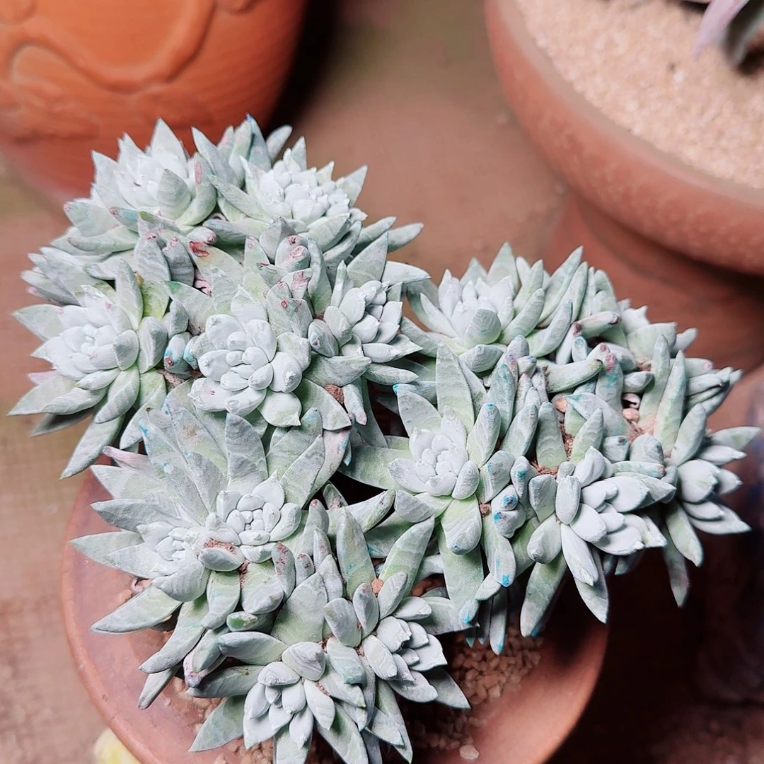 6434刘丹拇指多肉