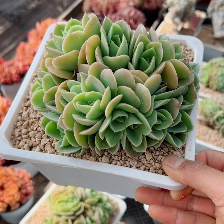 精品多肉植物老桩