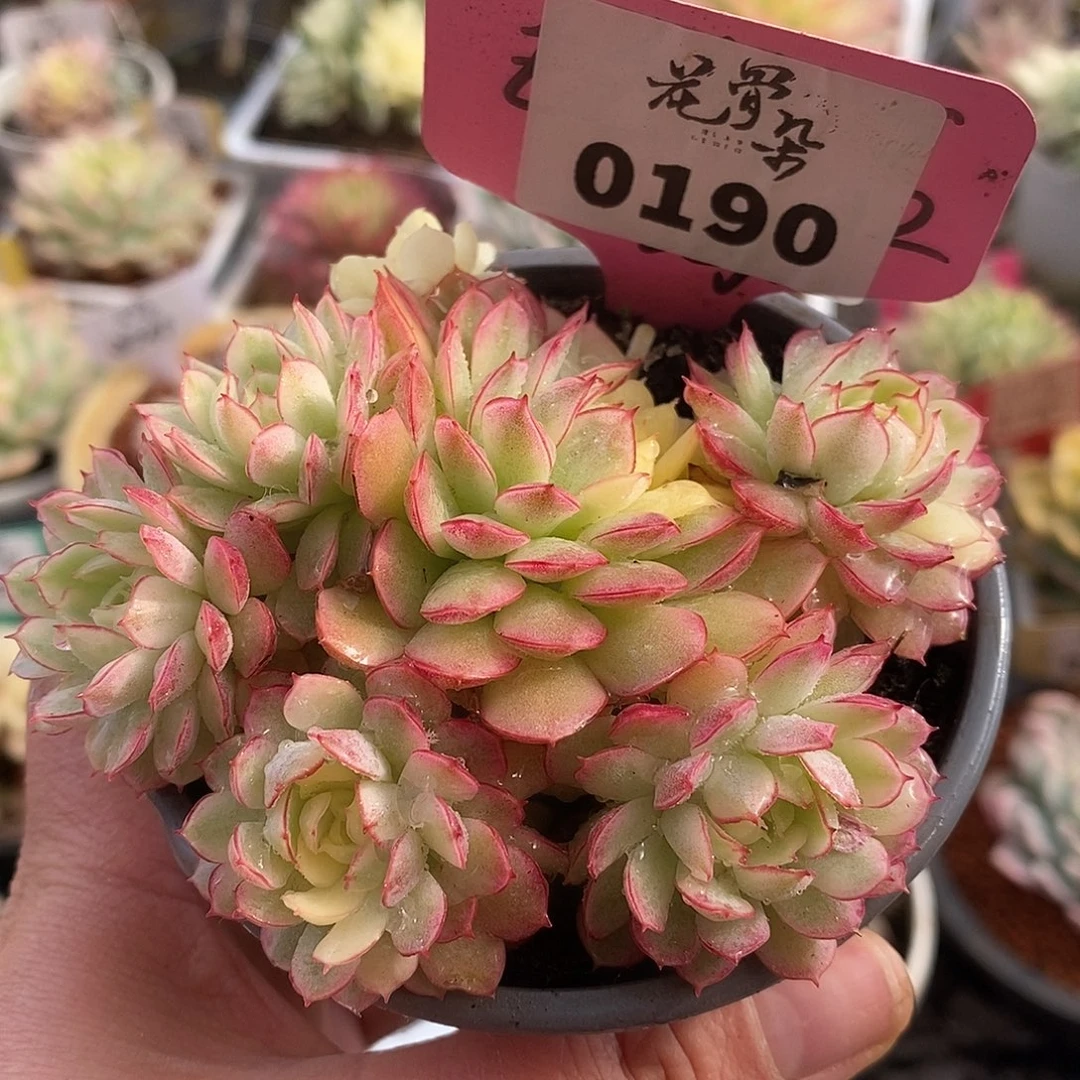 190梦幻群生高高挂起