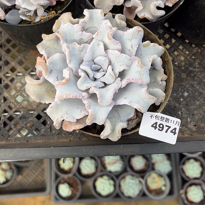 阿雅园艺。       4974饺子皮