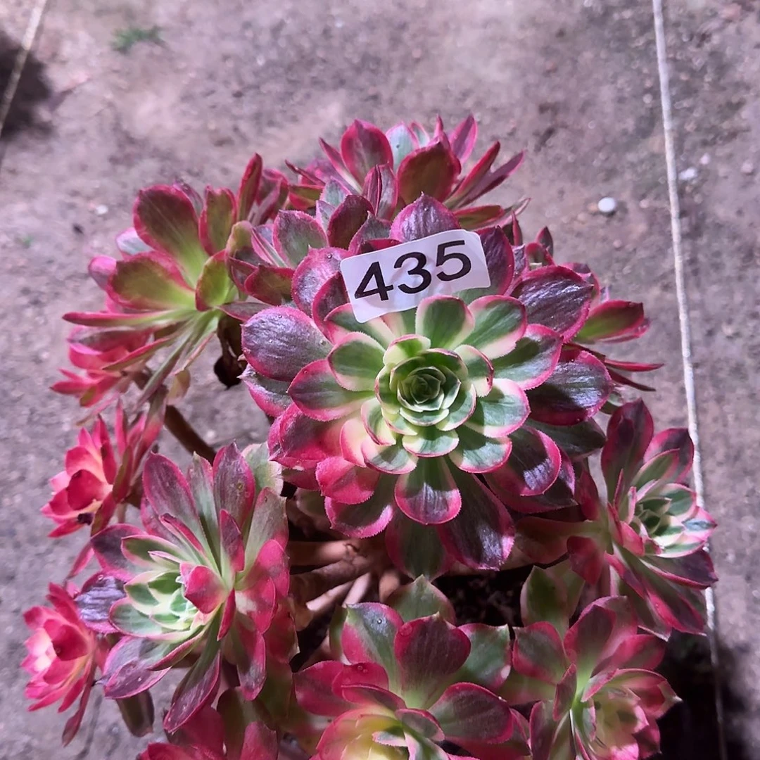 多肉植物法师海神435