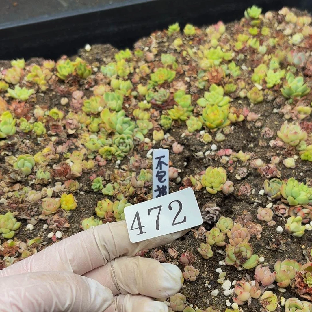 猪*多肉植物多肉植物472