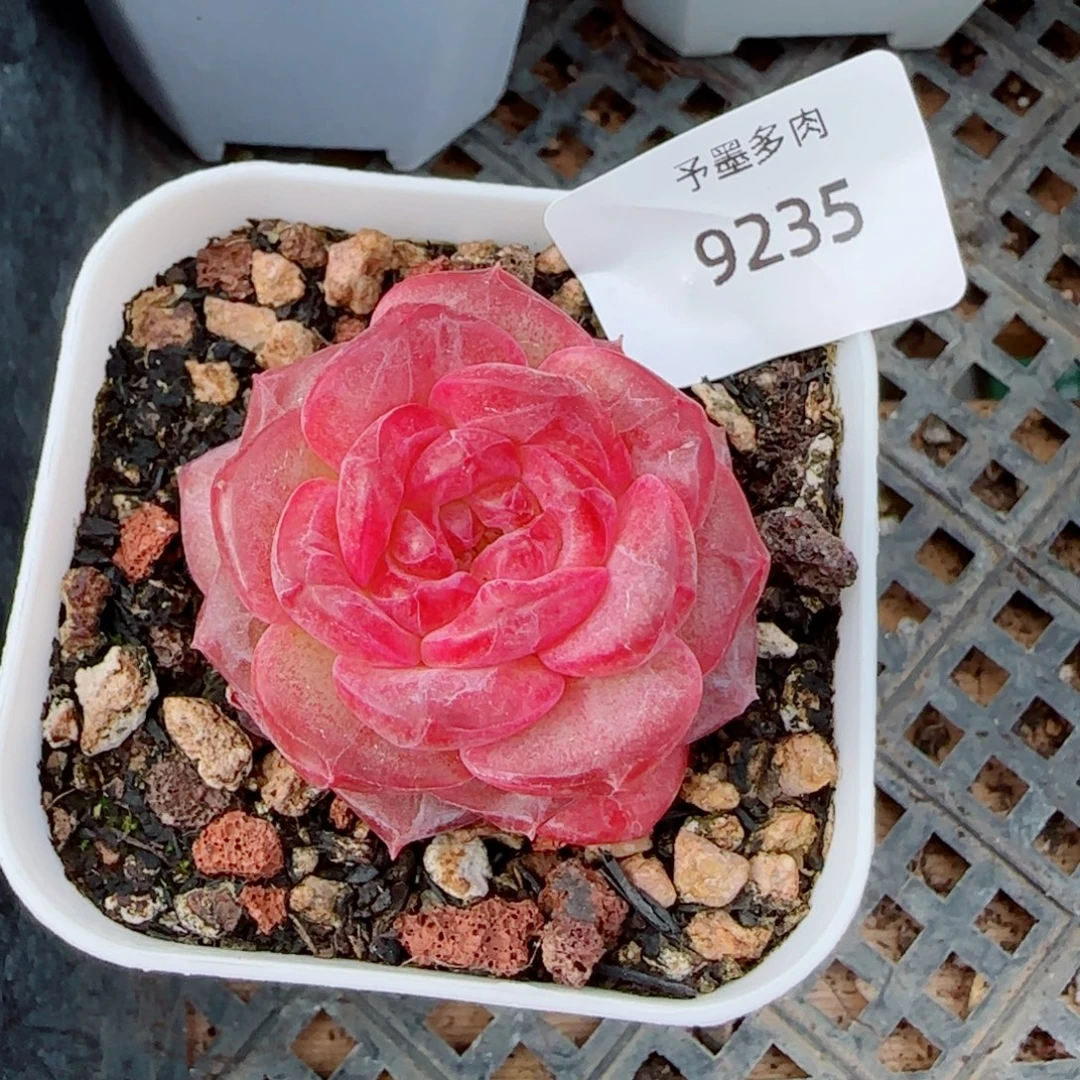 琥珀，9235多肉植物