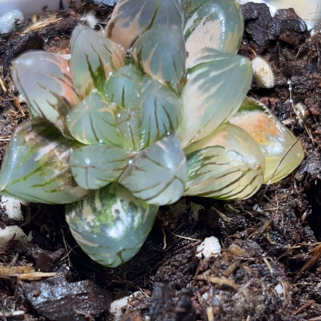 恭喜发财大吉大利947