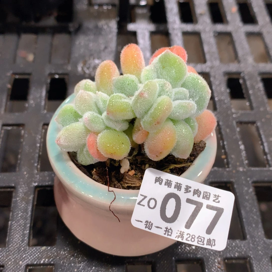 肉萌萌拇指盆精控多肉ZO077