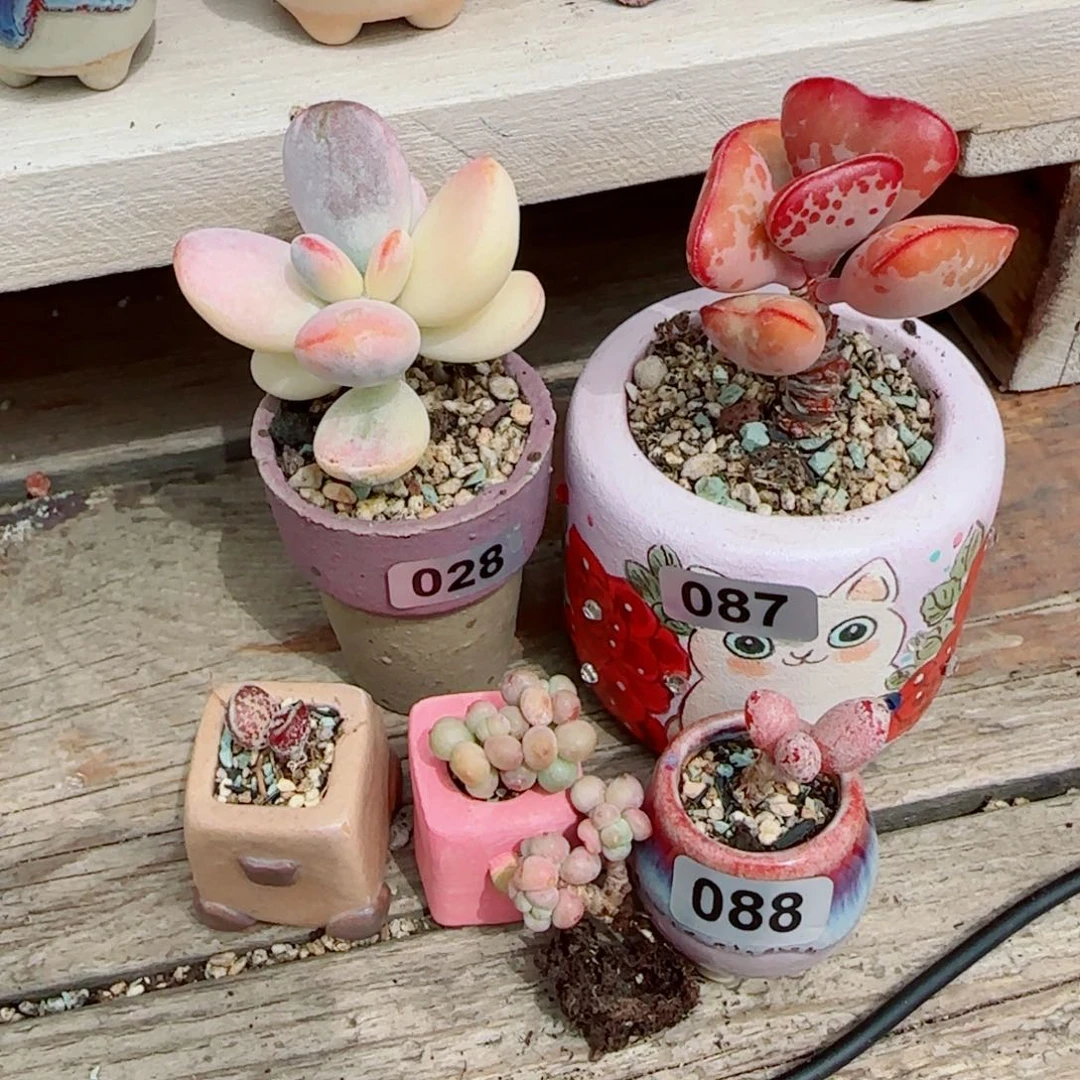 夢**然爱心 福娘 彩虹奶 海豹 萤火虫