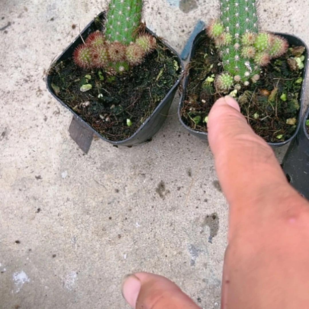 【闪购商品】橙花金妞