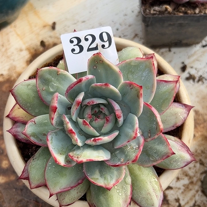 惊鸿惊鸿惊鸿329个叶展14默认裸根