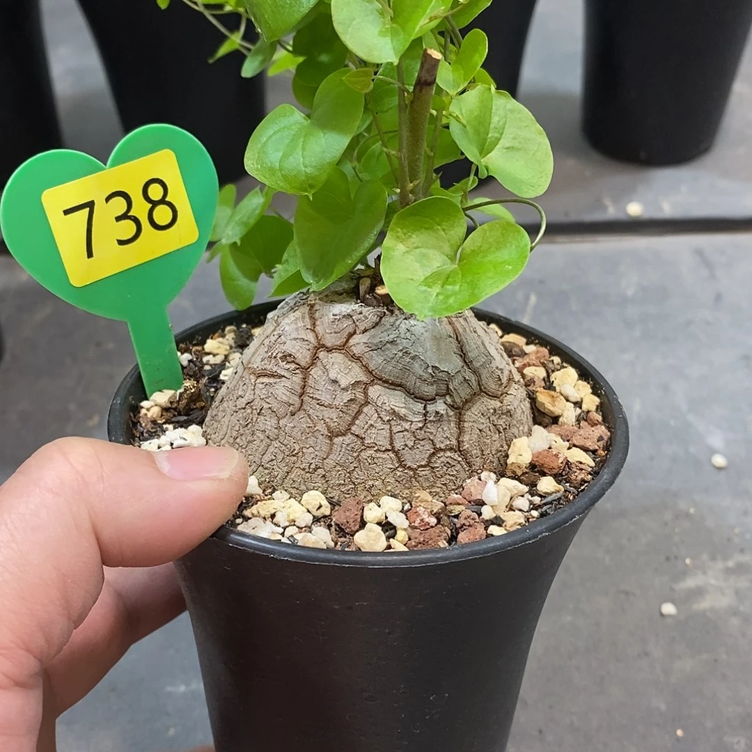 南非龟甲龙龟甲龙