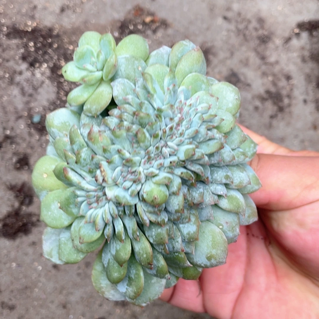 冰魄缀化38464994944