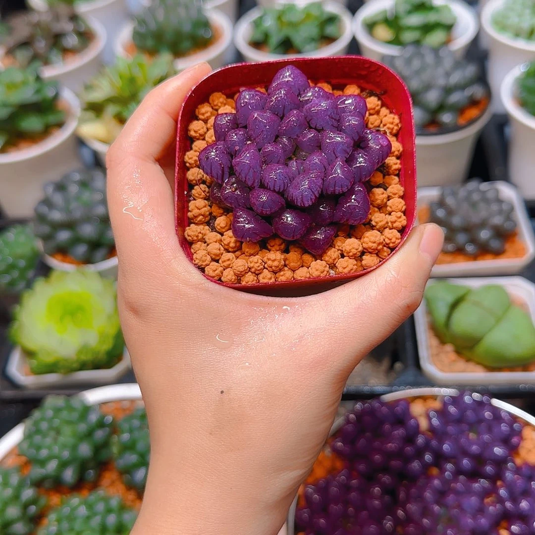 紫宝石冰灯玉露，原盆，人工上色