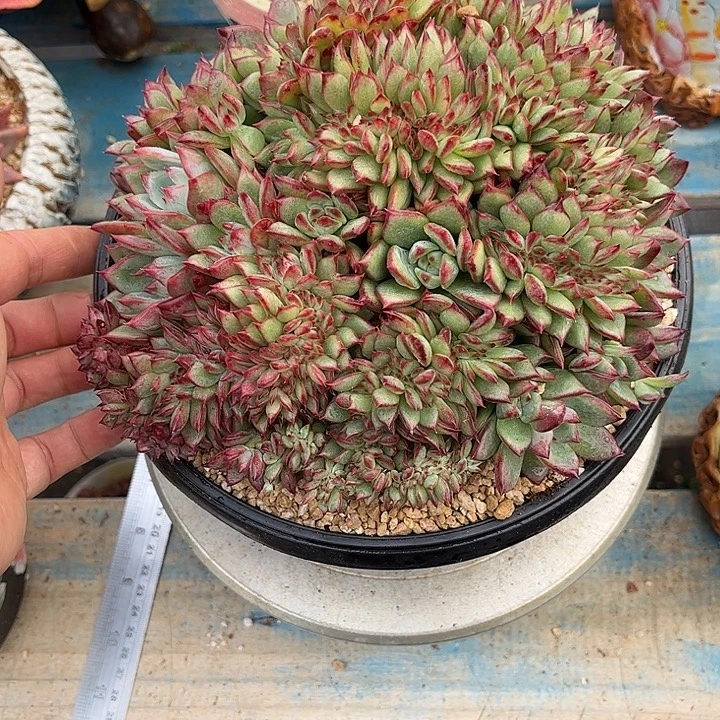 红拉糖缀化多肉植物