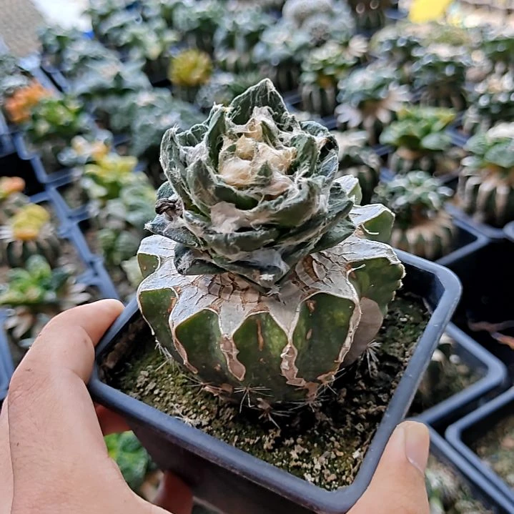 龙牙杂交牡丹一物一拍