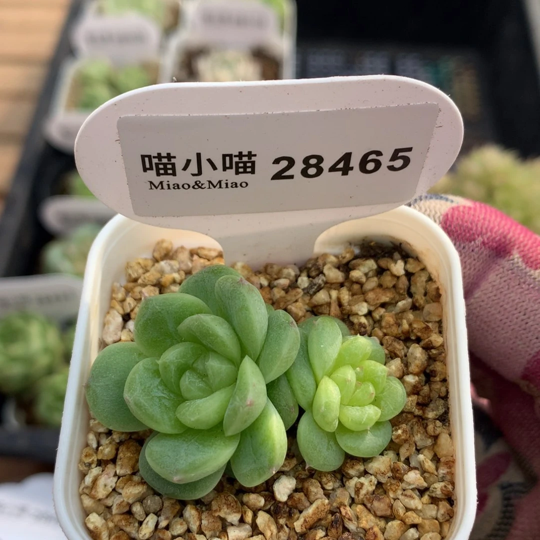 多肉植物麦秆珍妮