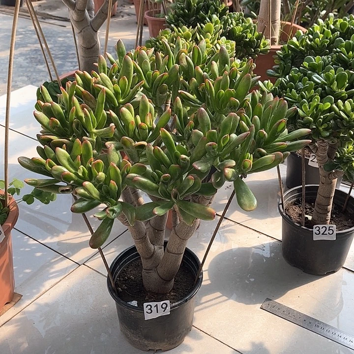 铲叶花月独杆老桩