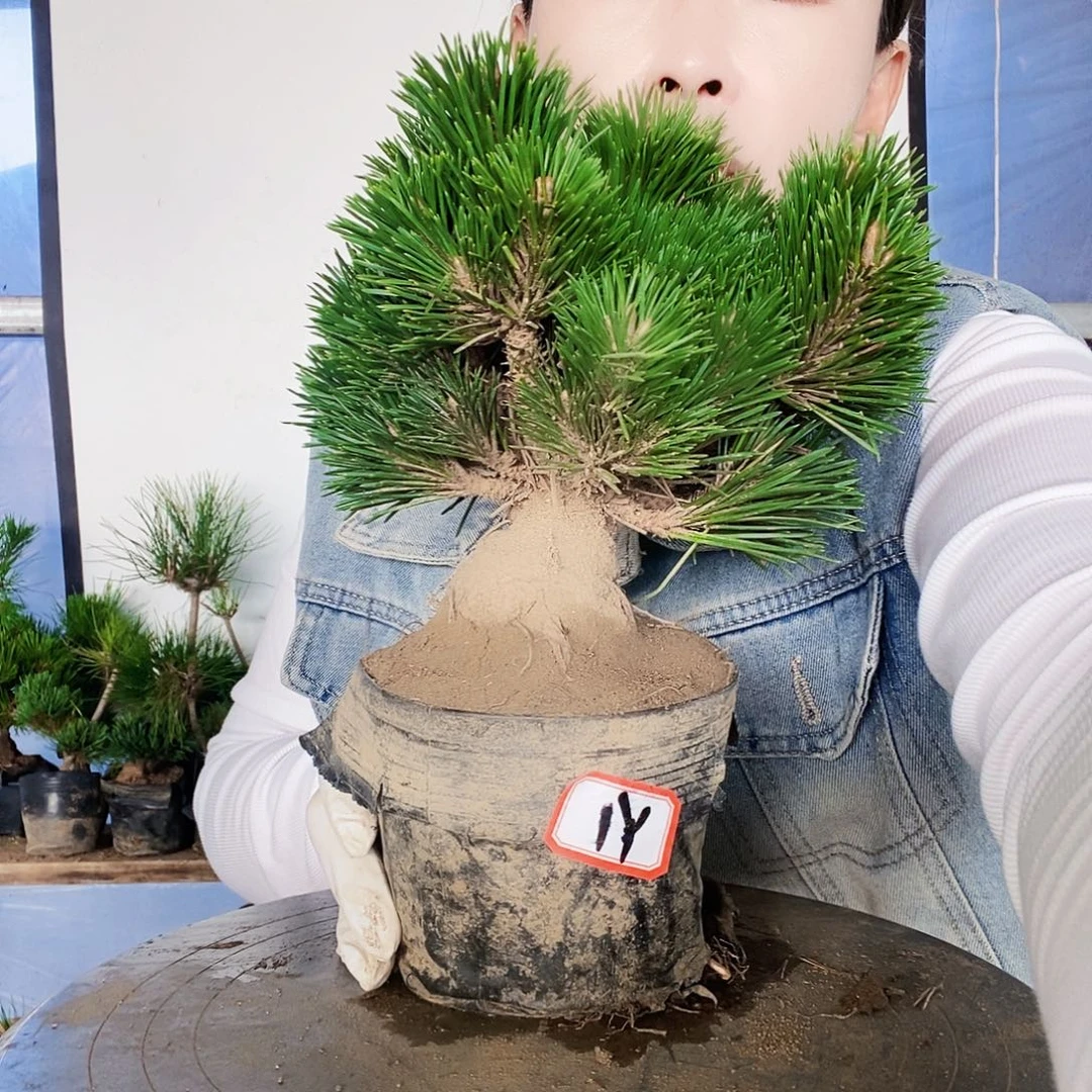 无花朵植物形态多年生草本