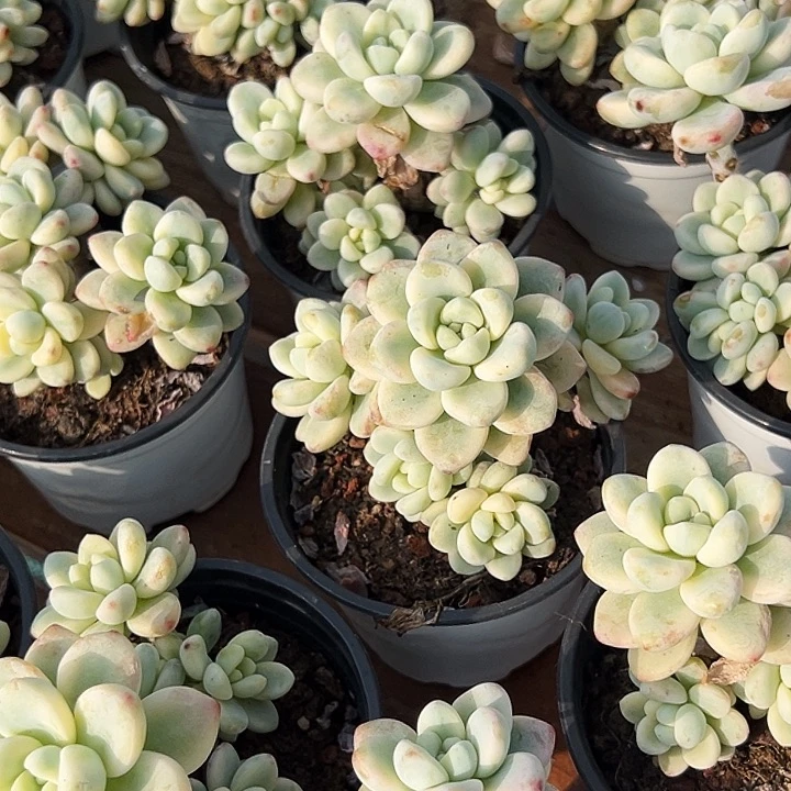 劳尔锦           福利多多