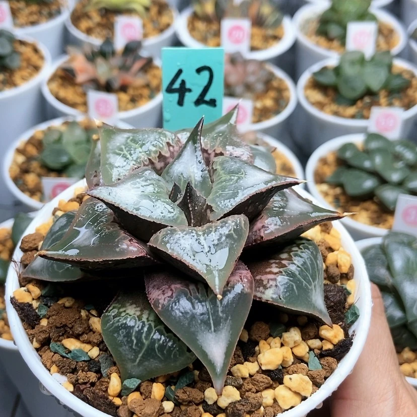 【闪购商品】喜***肉42酒吞童子