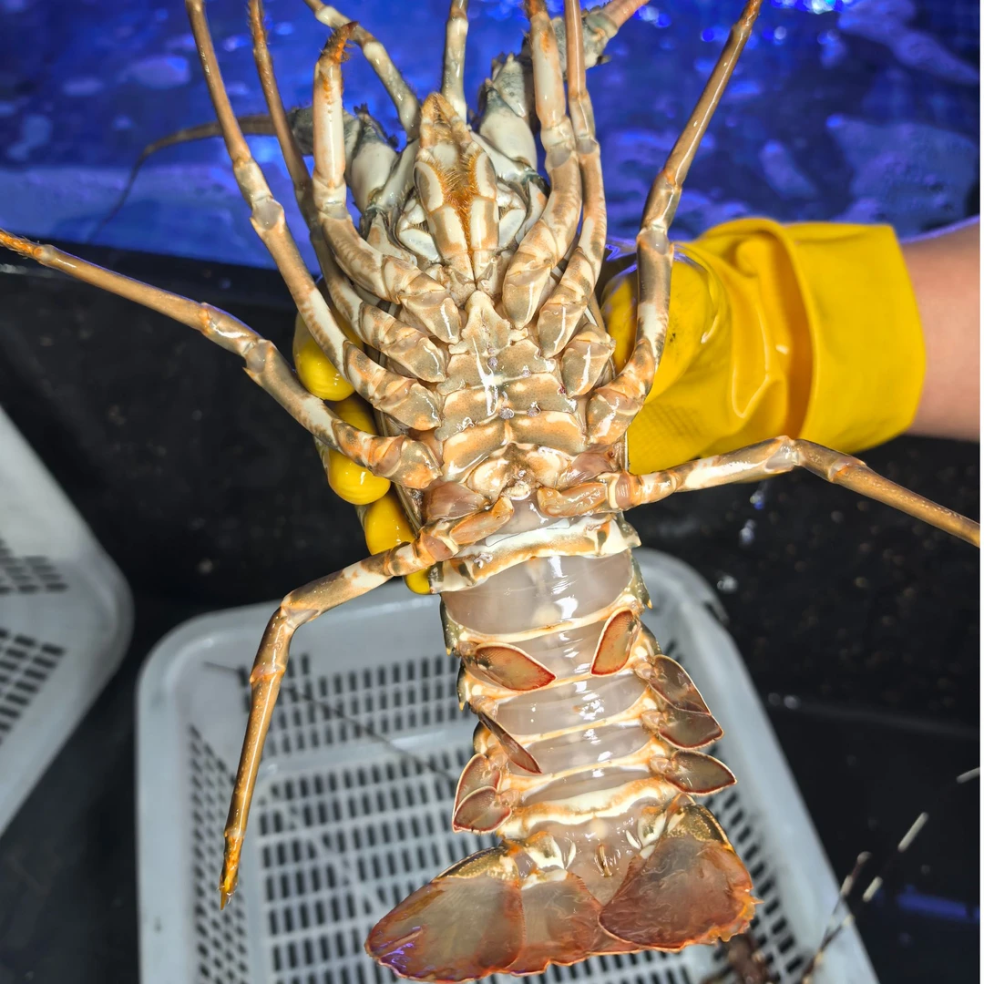 【充氧活发】活小青龙 两种规格  顺丰活发 不包活