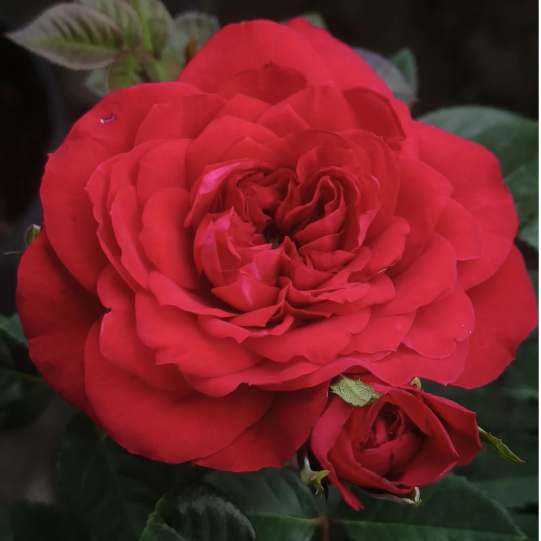 植选 火烧云月季1加仑棒棒糖 成都露天盆栽