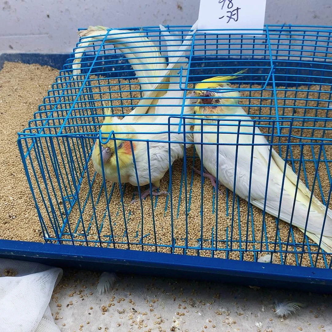 皮***客玄凤鹦鹉/鸡尾鹦鹉