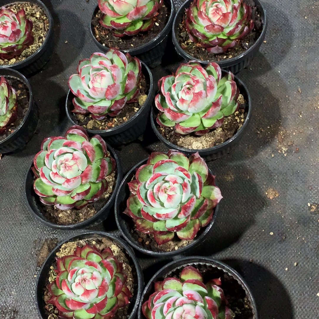 多肉植物多肉植物