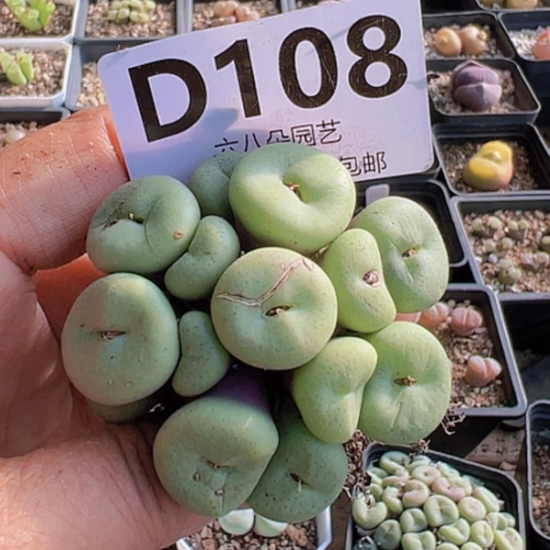 【闪购商品】特价吕氏大饼