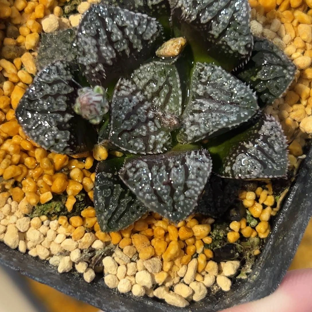 蓝钻寿十二卷多肉植物满