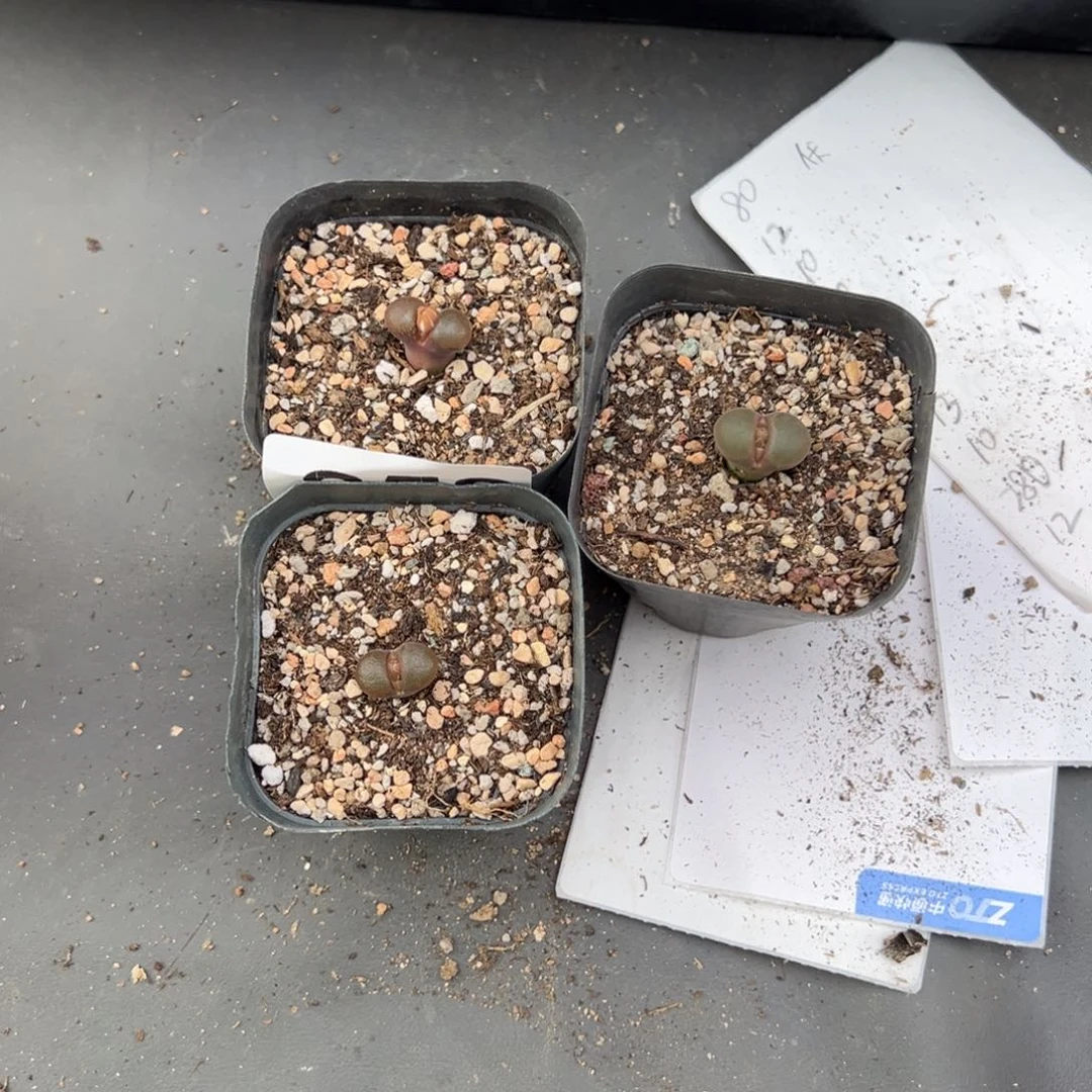 ^***蓉9.27好看的多肉脱土发货858