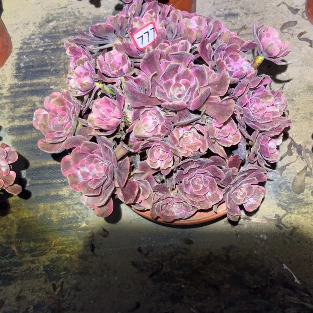 777多肉植物粉爱神
