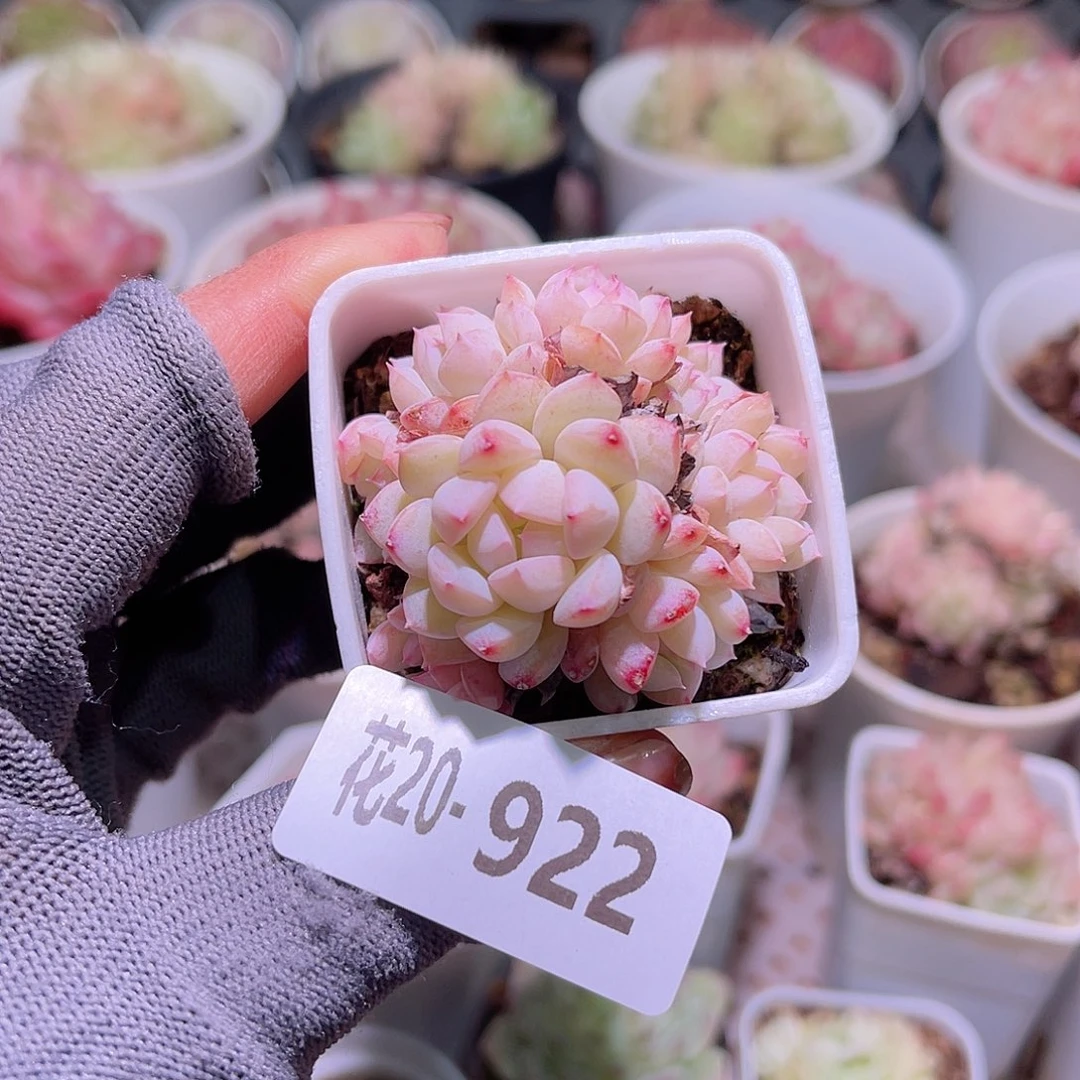 花20-922画扇群生