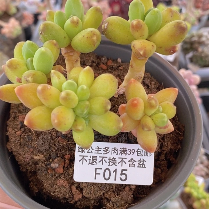 香蕉树运输会掉叶015多肉植物