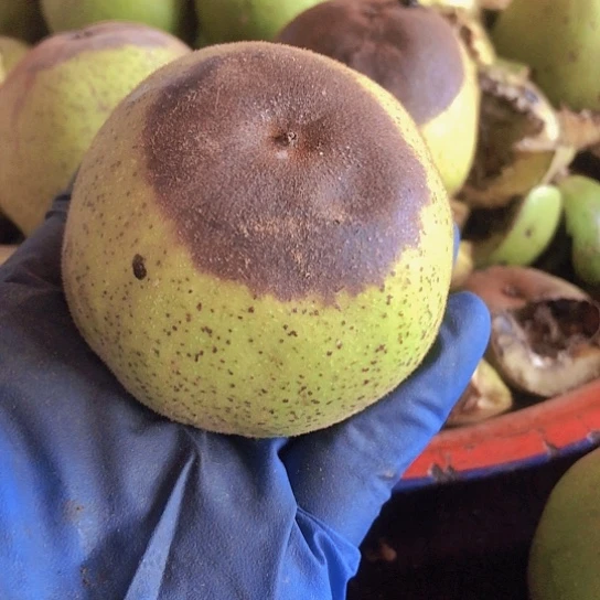 。***。大叶紫檀（黑酸枝木类）