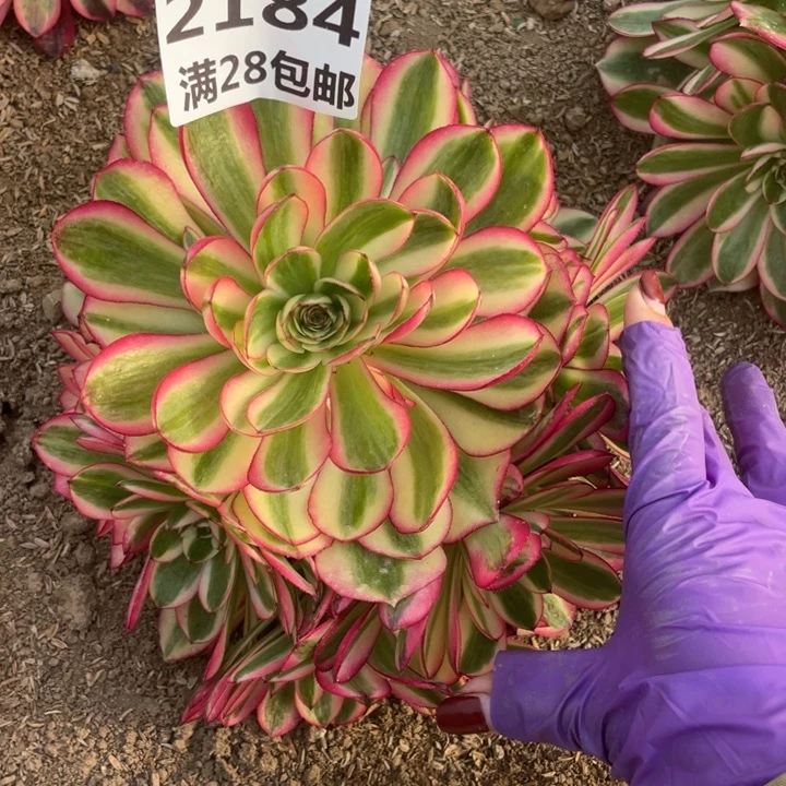 2184二号棚倾城多肉植物M