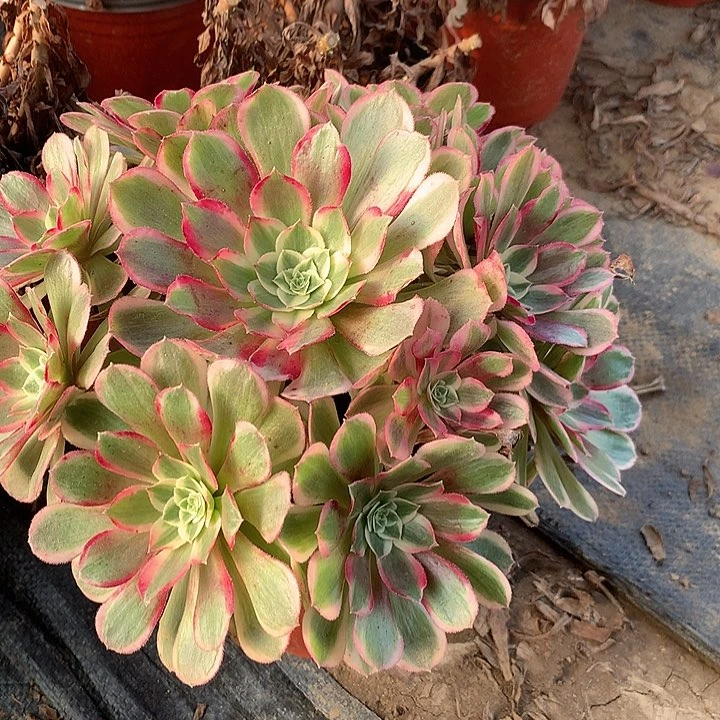 火龙果多肉植物13