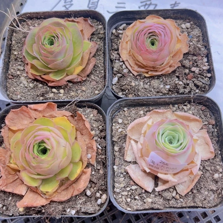 266 裸根不带土发货不包损